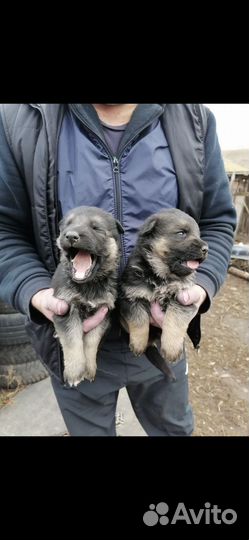 Собака немецкая овчарка