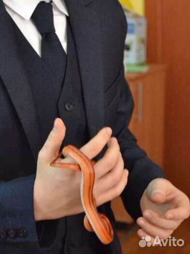 Выползок полоза