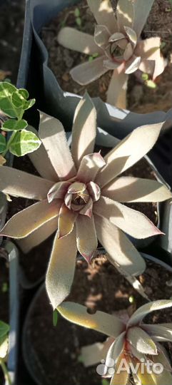 Молодило каменная роза