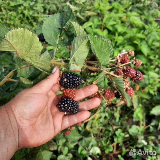 Саженцы ежевики и ежемалины