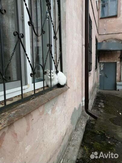 Отдам бесплатно