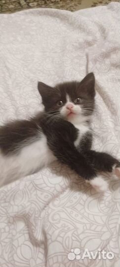 Котята отдам в добрые руки бесплатно