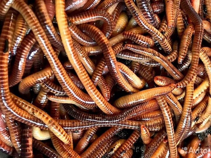 Мотыль, опарыш, червь, мормыш, кормовой мотыль