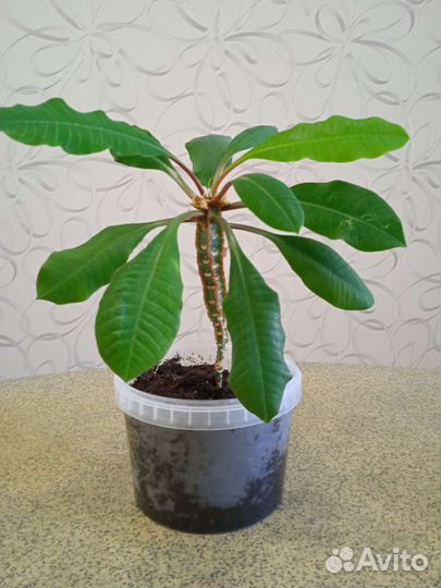 Комнатные цветы Китайская роза красная, обмен