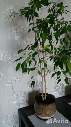 Бенджамина