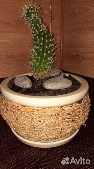 Кактусы в керамических горшках
