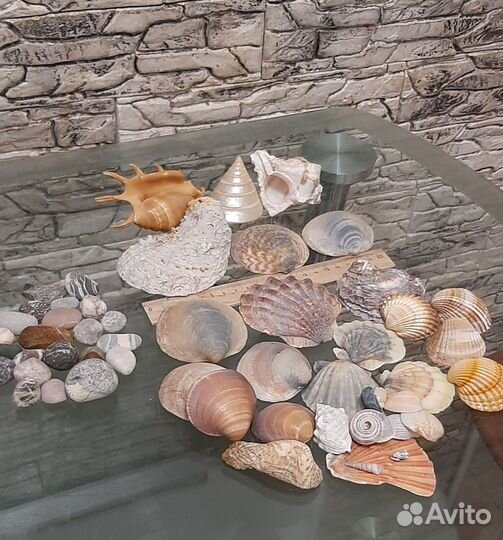 Морские ракушки и камушки