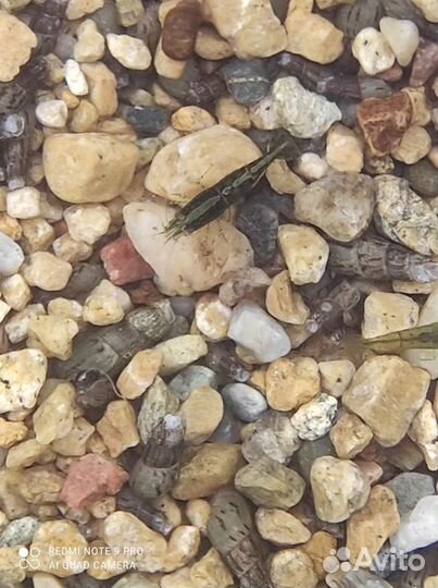 Продам креветок Вишня и Кровавая мери