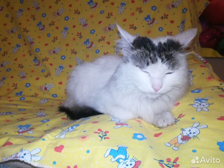 Кошка стерилизованная в добрые руки