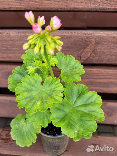 Пеларгония герань сортовая
