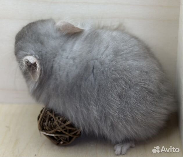 Шиншиллы ангоры мальчик и девочка 5,5 мес