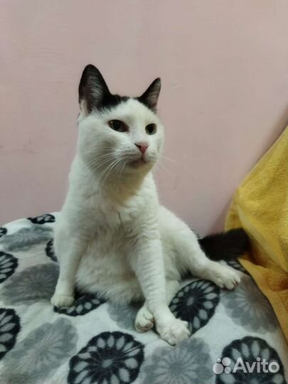Кошка в дар