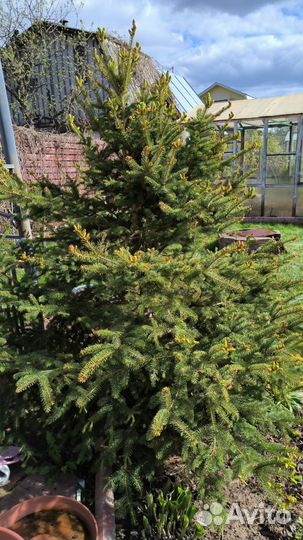 Ель зелёная