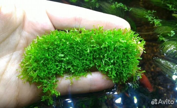 Растение для аквариума