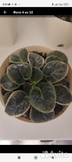 Фиалка (сенполия)