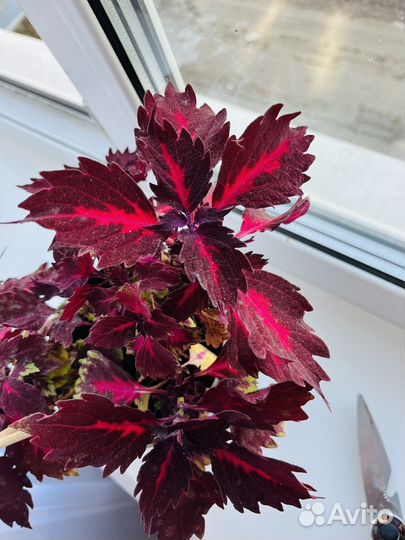 Комнатные цветы Колеус сортовой