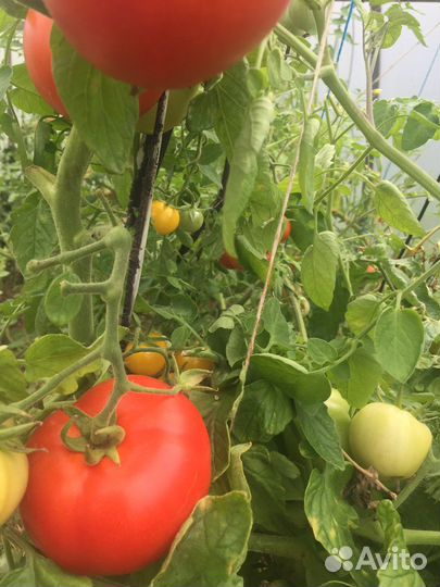 Помидор