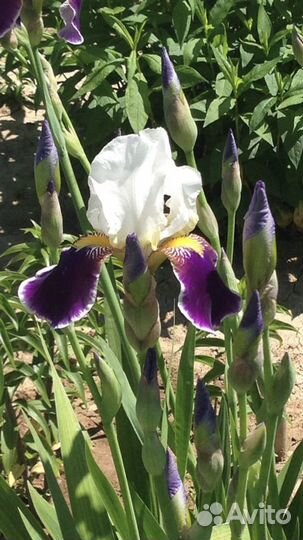 Ирис бородатый Вабаш(Iris germanica Wabash)