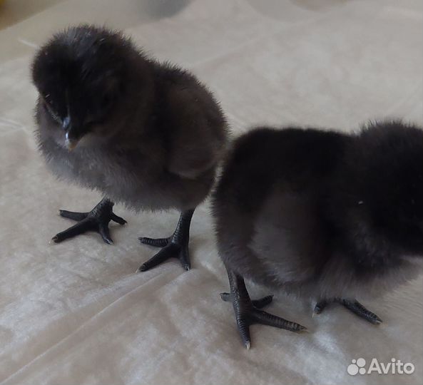 Цыплята суточные