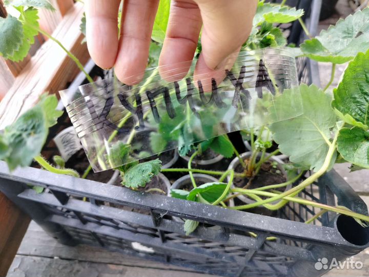 Клубника рассада, усы, семена