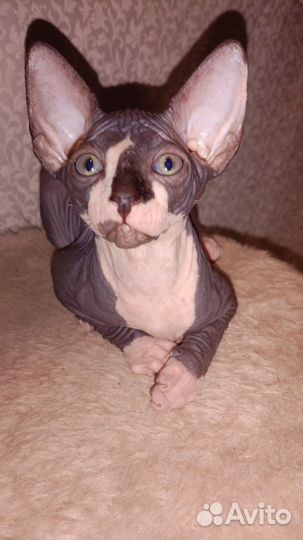 Канадский сфинкс