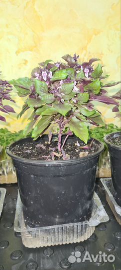 Базилик Пурпурный шар(мелколистный) многолетний