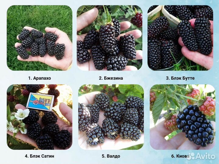 Саженцы ежевики, ежевика