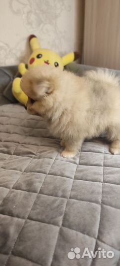 Щенки шпица