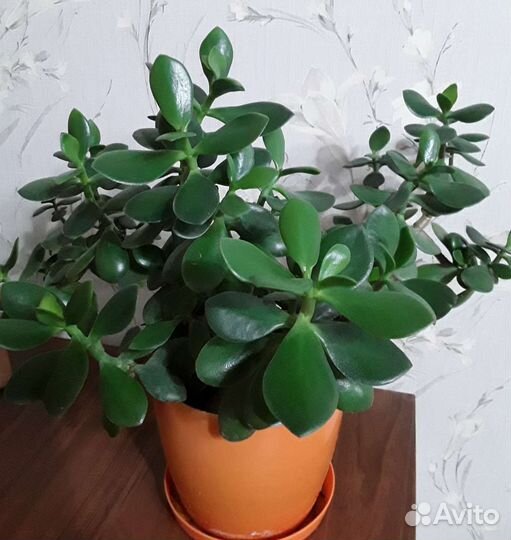 Толстянка (денежное дерево)