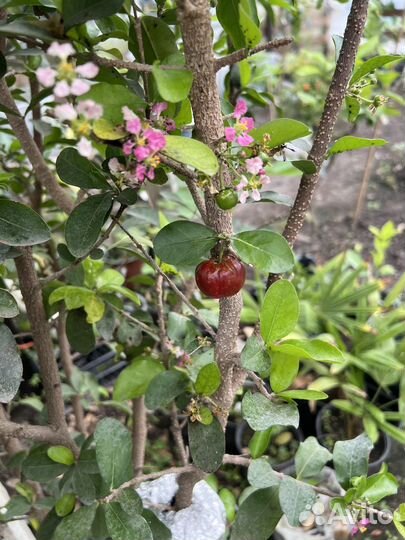 Мальпигия глабра