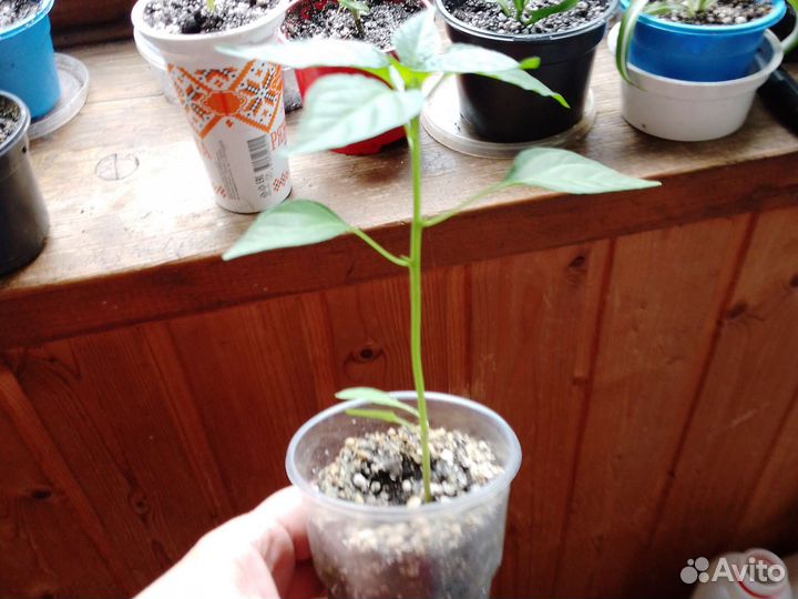 Рассада комнатных перцев