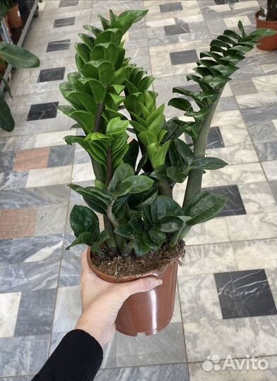 Замиокулькас (долларовое дерево) и другие растения
