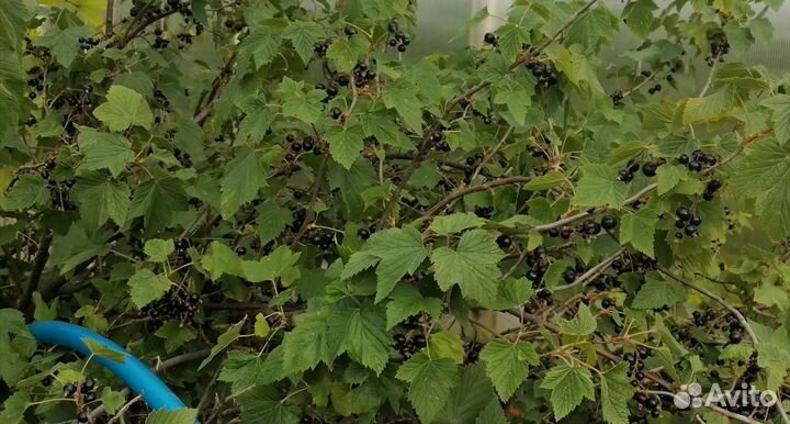 Смородина черная, красная