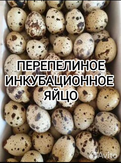 Перепелинное инкубационное яйцо. Доставка