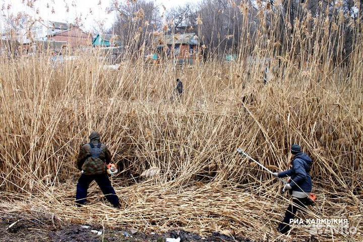 Покос травы мотокосой