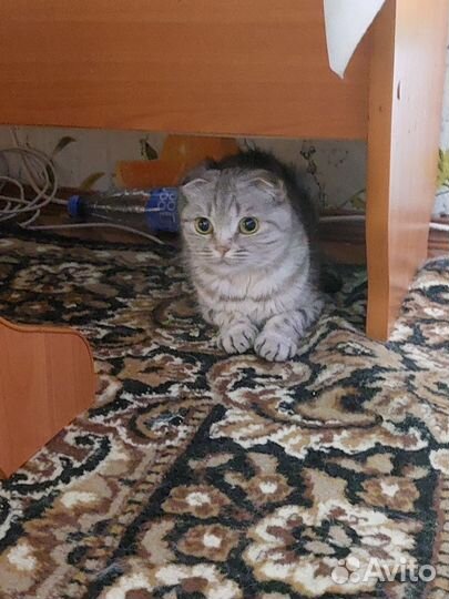 Шотландская