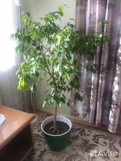 Фикус бенджамина