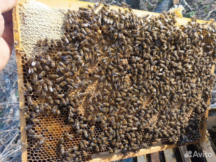 Пчелопакеты карника пешец