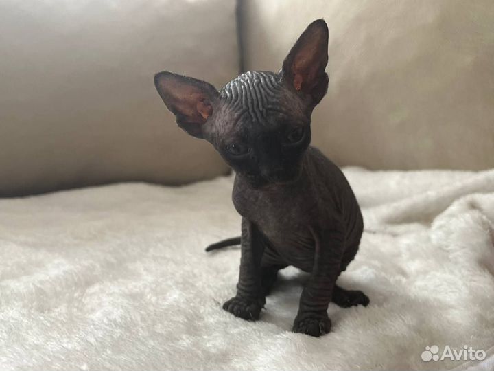 Канадский сфинкс