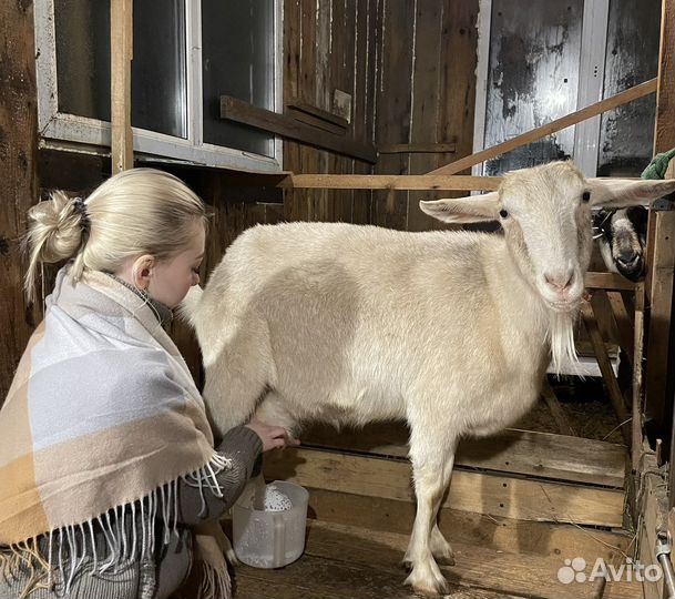 Козье молоко, сыворотка, сыр