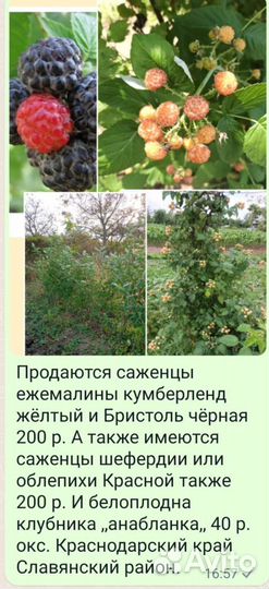 Саженцы ежемалины