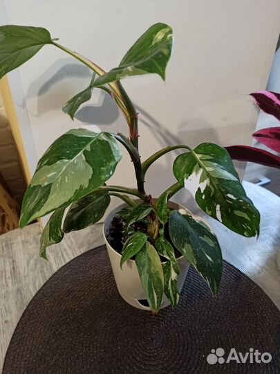 Филодендрон белая принцесса