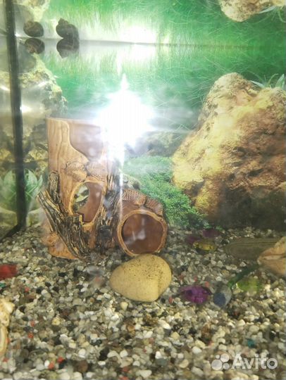 Аквариум