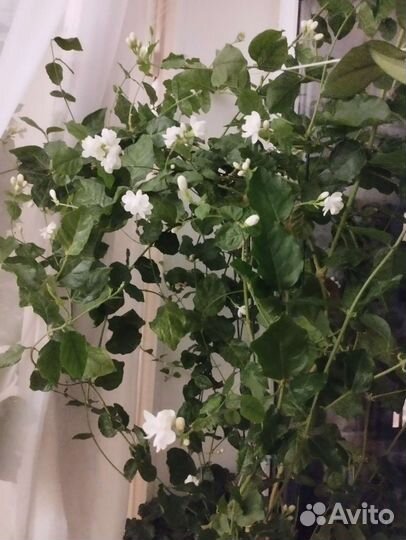 Жасмин арабские рыцари