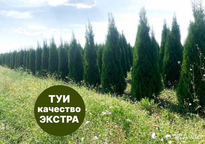 Туя смарагд рост 198 см /опт 150 шт