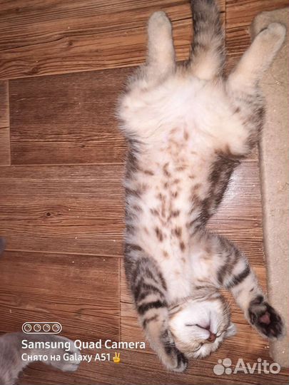 Шотландские детки