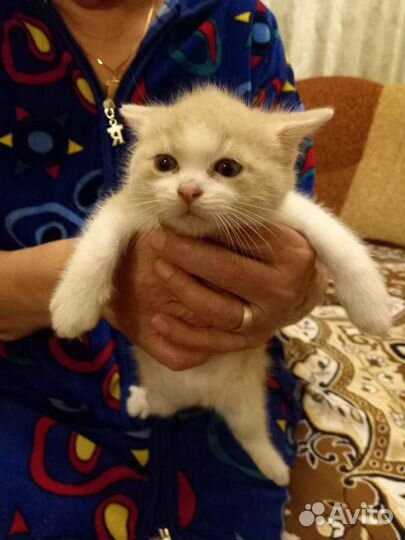 Кошка в дар