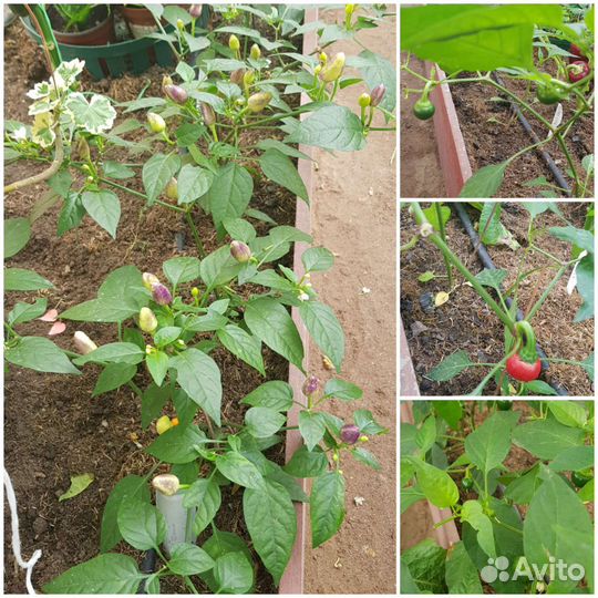 Дары тепличные