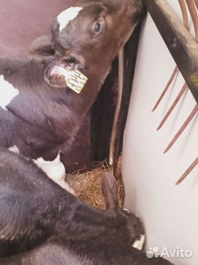 Бычки и телята