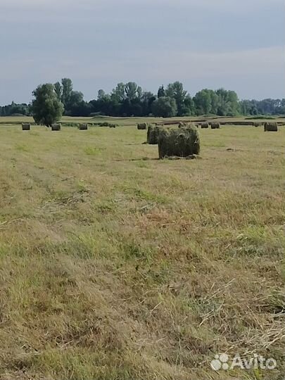 Продам сено в рулонах2023